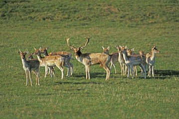 Naklejka na ściany i meble Fallow Deer, dama dama, Herd, Male with its Harem