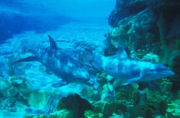 Bottlenose Dolphin, tursiops truncatus