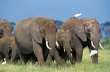Naklejka na ściany i meble African Elephant, loxodonta africana, Herd at Masai Mara Park in Kenya