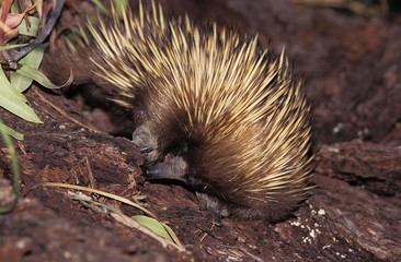 Short Beaked Echidna, tachyglossus aculeatus, Australia