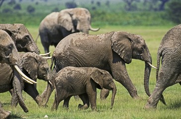 African Elephant, loxodonta africana, Herd at Masai Mara Park in Kenya