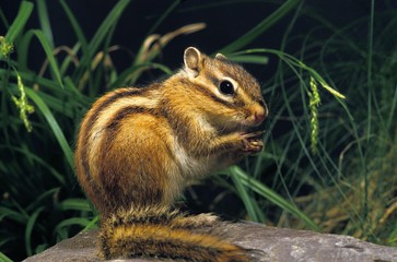 Naklejka na ściany i meble Corean Squirrel, eutamia sibericus, Adult