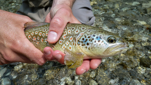A close up of a fish that is a hybrid of marble trout and a brown trout
