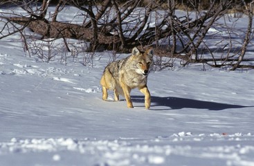 Fototapeta na wymiar Coyote, canis latrans, Adult standing on Snow, Montana