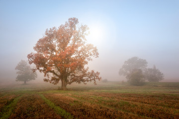 Obraz na płótnie Canvas Autumn morning landscape. Sun shines through mist at in meadow. Tranquil nature background.