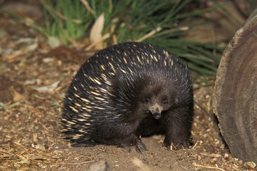 Short Beaked Echidna, tachyglossus aculeatus, Australia