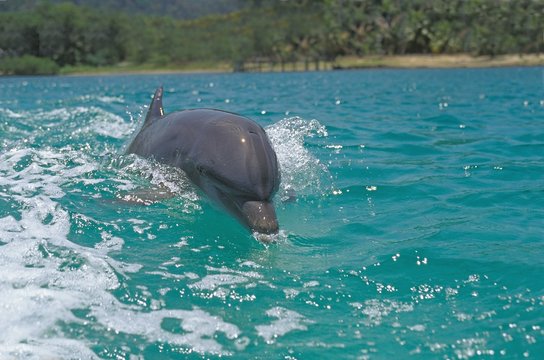 Bottlenose Dolphin, tursiops truncatus, Honduras