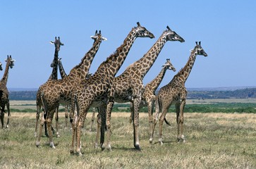Masai Giraffe, giraffa camelopardalis tippelskirchi, Herd standing in Savannah, Masai Mara park in Kenya