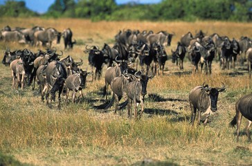 Naklejka na ściany i meble Blue Wildebeest, connochaetes taurinus, Herd during Migration, Masai Mara park in Kenya