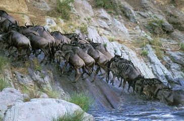 Blue Wildebeest, connochaetes taurinus, Herd crossing Mara River during Migration, Masai Mara park in Kenya