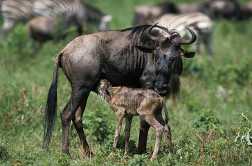 Naklejka na ściany i meble Blue Wildebeest, connochaetes taurinus, Mother with Calf Suckling, Masai Mara park in Kenya