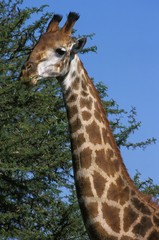 Masai Giraffe, giraffa camelopardalis tippelskirchi, Masai Mara park in Kenya