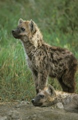 Spotted Hyena, crocuta crocuta, Youngs standing at Den Entrance, Masai Mara Park in Kenya