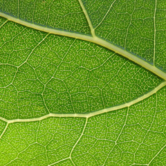 macro leaf innervation of plants from the Biała River valley in the city of Białystok in Podlasie in Poland
