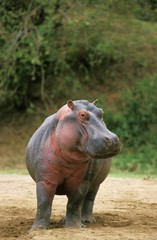 Hippopotamus, hippopotamus amphibius, Masai Mara Park in Kenya - obrazy, fototapety, plakaty