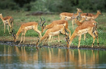 Impala, aepyceros melampus, Herd Drinking at Waterhole, Masai Mara Park in Kenya © slowmotiongli