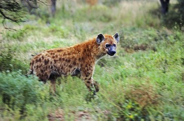 Spotted Hyena, crocuta crocuta, Adult at Masai Mara Park in Kenya
