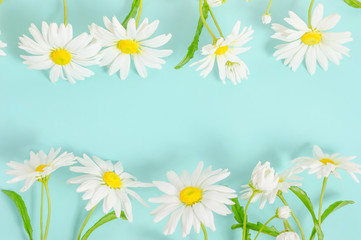Chamomile card background on blue background with copy space