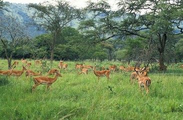Naklejka na ściany i meble Impala, aepyceros melampus, Male with Harem, Masai Mara Park in Kenya