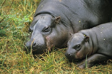 Pygmy Hippopotamus, choeropsis liberiensis, Mother with Calf Sleeping