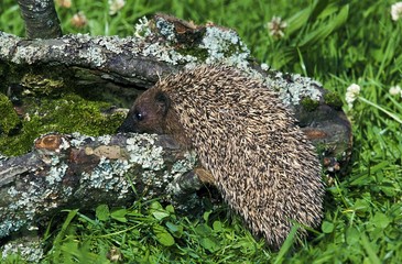 European Hedgehog, erinaceus europaeus, Adult standing on Dead Branch, Normandy © slowmotiongli