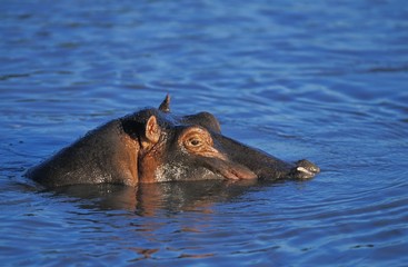 Fototapeta premium Hippopotamus, hippopotamus amphibius, Head at surface in River, Masai Mara Park in Kenya