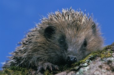 European Hedgehog, erinaceus europaeus, Adult against Blue Sky, Normandy
