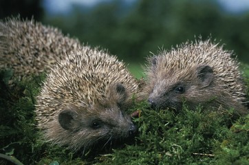 European Hedgehog, erinaceus europaeus, Adults standing on Moss, Eating Earthworm, Normandy