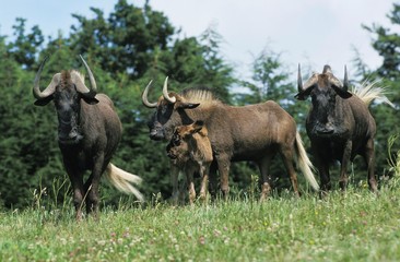 Black Wildebeest, connochaetes gnou, Group with Mother and Calf