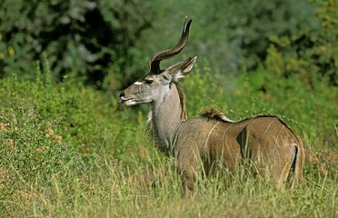 Greater Kudu, tragelaphus strepsiceros, Male standing in Bush, Kruger Park in South Africa