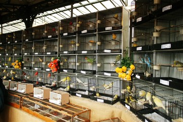 The Bird Market, Ile de la Cite in Paris