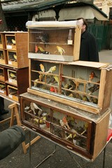 Obraz na płótnie Canvas Birds in Cage, The Bird Market, Ile de la Cite in Paris