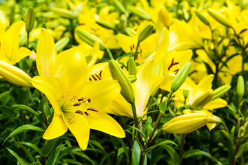 yellow lily flowers in the garden, lily joop flowers, lilium oriental joop.