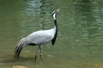 Demoiselle Crane, anthropoides virgo, Adult standing in Water