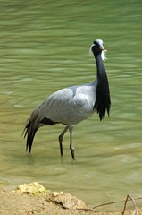 Demoiselle Crane, anthropoides virgo, Adult standing in Water