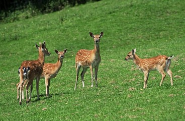 Vietnamese Sika Deer, cervus nippon pseudaxis, Herd