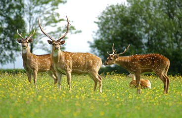 Naklejka na ściany i meble Axis Deer, axis axis, Males standing in Flowers