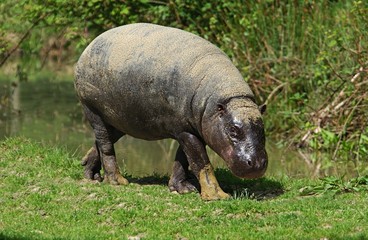 Pygmy Hippopotamus, choeropsis liberiensis, Adult
