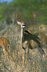 Greater Kudu, tragelaphus strepsiceros, Female eating Acacia Tree, Kruger Park in South Africa
