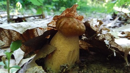 Mushrooms