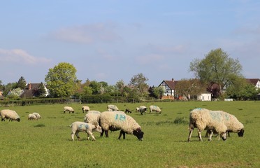 Obraz premium Sheep and lambs grazing in a Prestbury, Gloucestershire, village field in England.