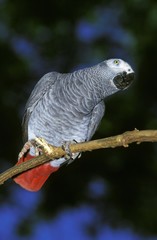 African Grey Parrot, psittacus erithacus, Adult standing on Branch