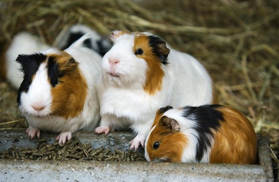 Guinea Pig, cavia porcellus