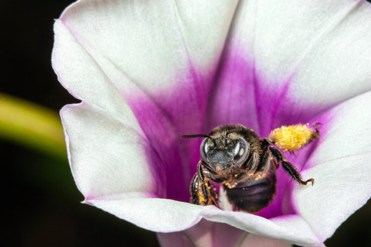 Honeybee On A Sweet Potato Flower