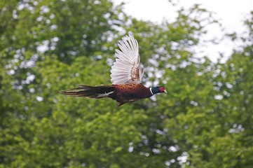 Common Pheasant, phasianus colchicus, Male in Flight, Normandy