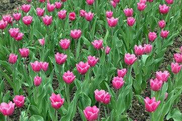 Pink Tulips, tulipa triomphe marathon champion