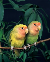 Rosy Faced Lovebird, agapornis roseicollis, Adults standing on Branch