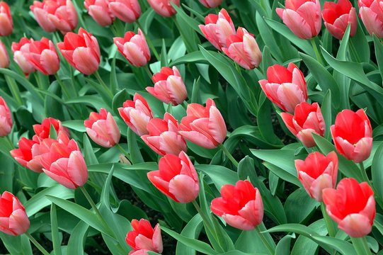 Field of Red Tulips, tulipa hybride de Darwin sake