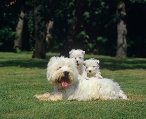 West Highland White Terrier or Westy, Mother with Puppies