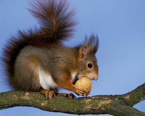 Red Squirrel, sciurus vulgaris, Male standing on Branch, eating Nut
